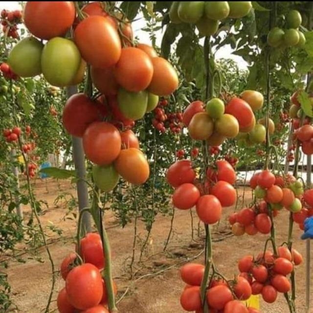 La culture des tomate